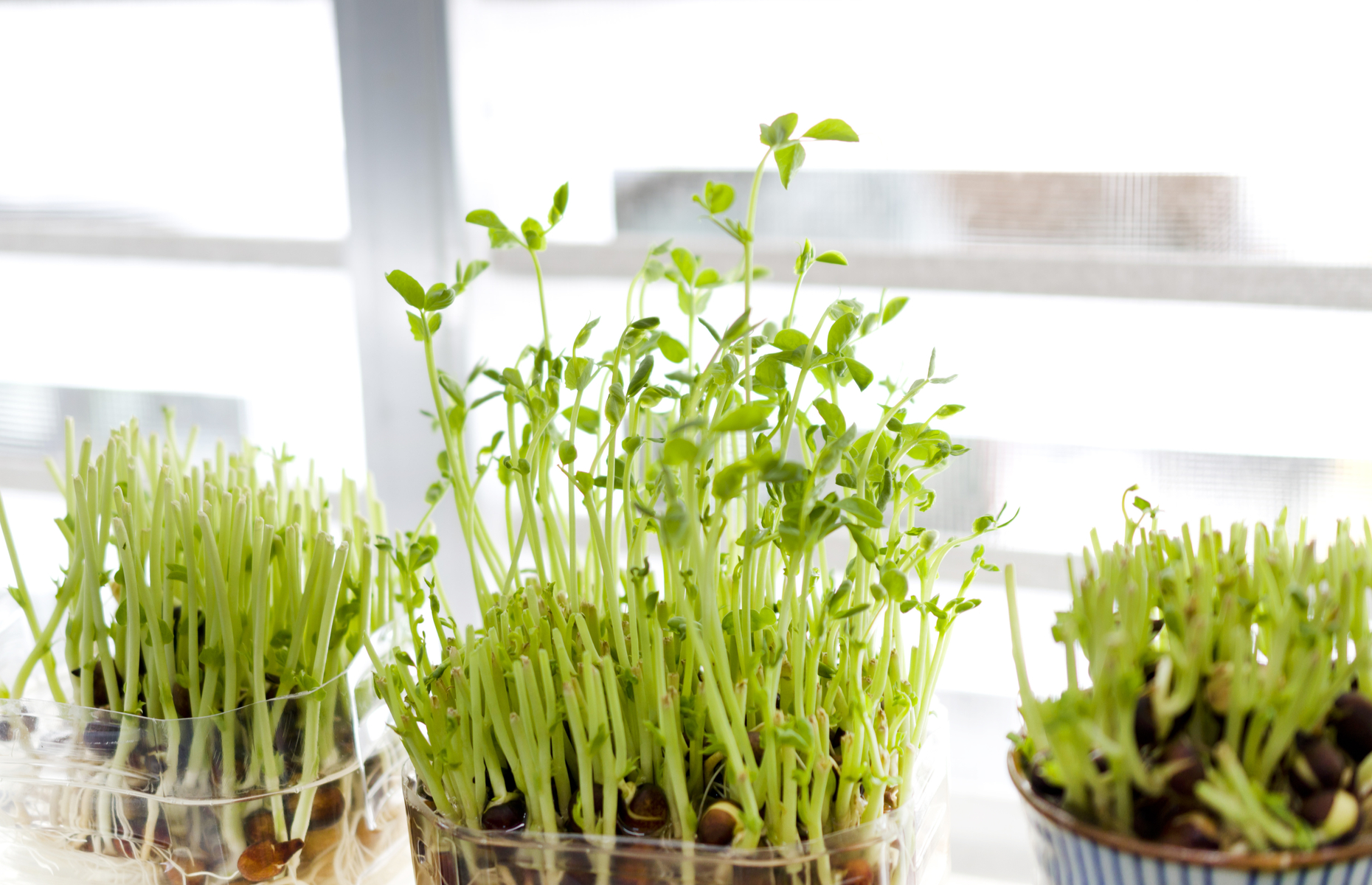 A stepbystep guide to growing microgreens